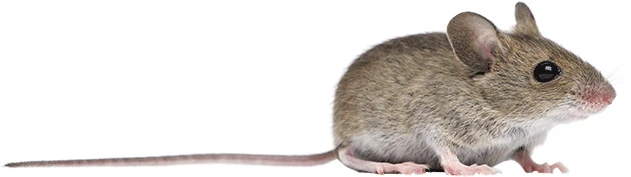 Mice appearance 