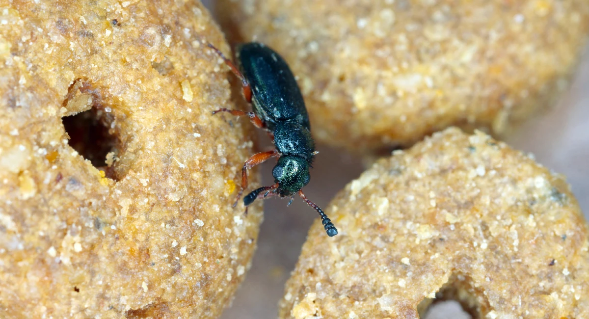 Escarabajo necrófilo