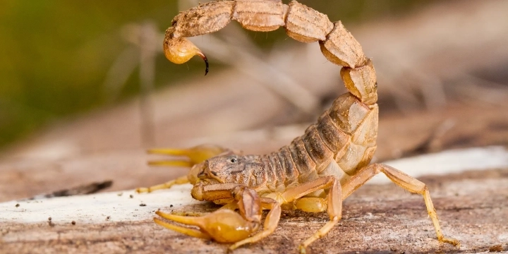 yellow scorpion