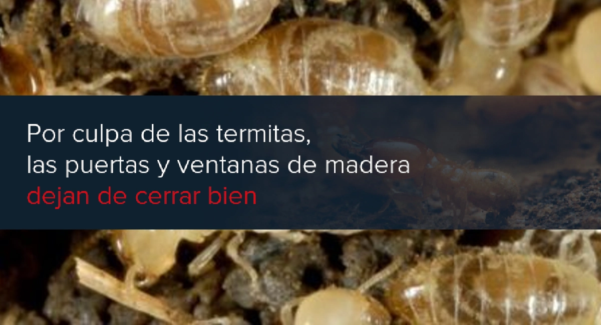 termitas en puertas y ventanas