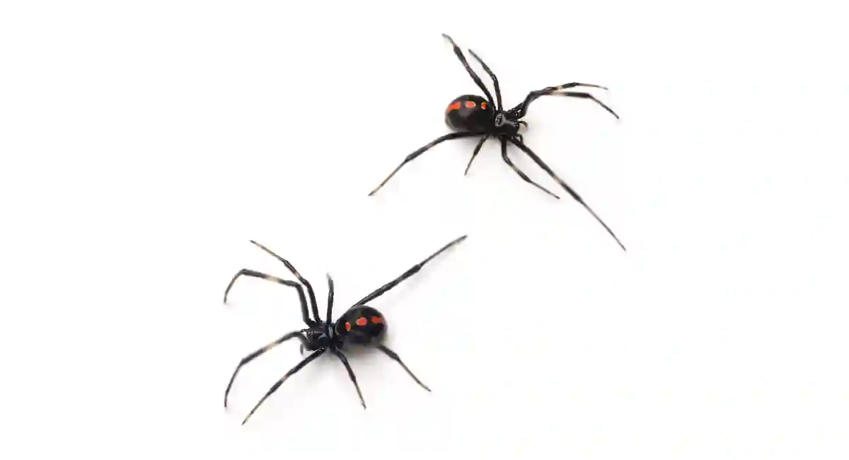 Types Of Spiders With Pictures & Facts: Main Spider Groups