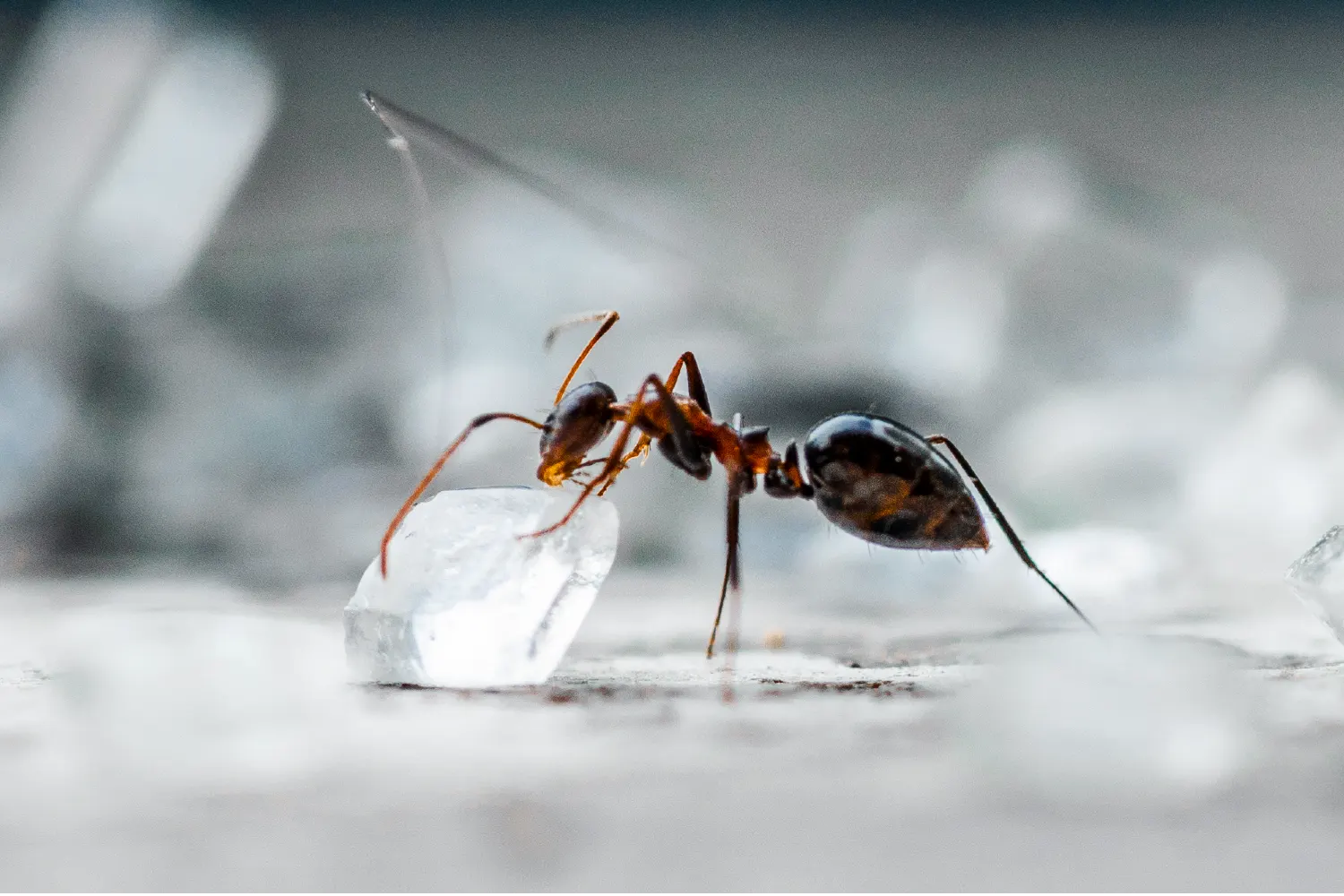 Ant
