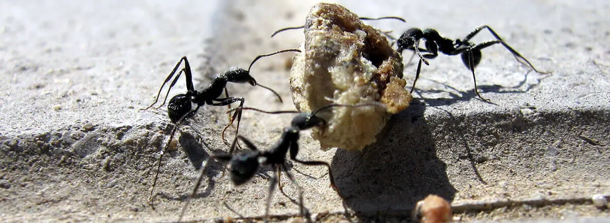 ants
