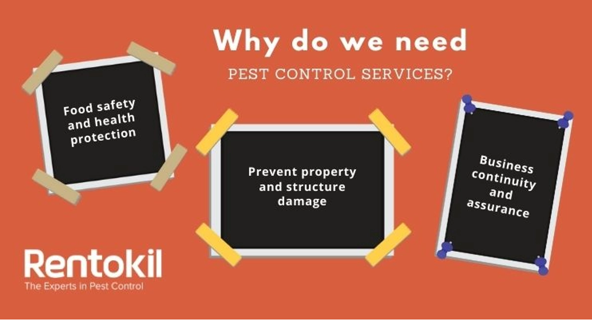 Debugged Blog 10 Questions You Need To Ask About Pest Control Reasons For Pest Control