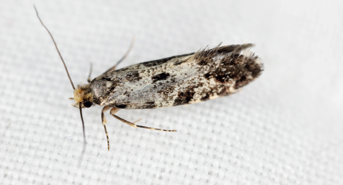 Hofmannophila pseudospretella
