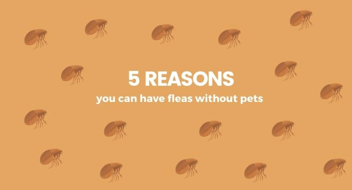How to Get Rid of Fleas in House Without Pets: Effective Solutions