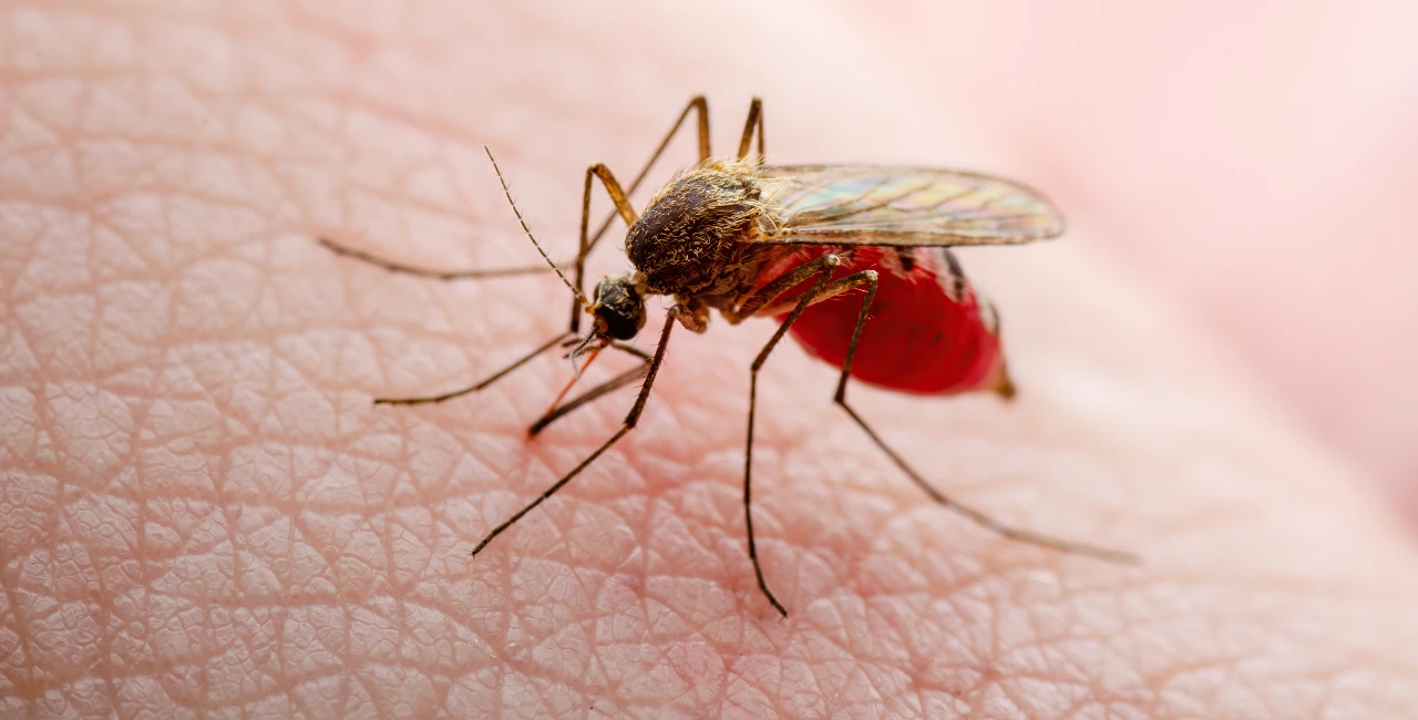 Mosquito común o Culex Pipiens