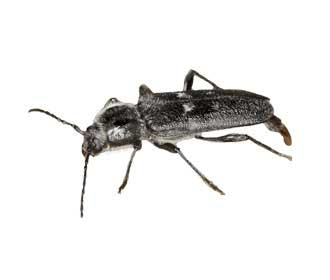 Long beard weevil