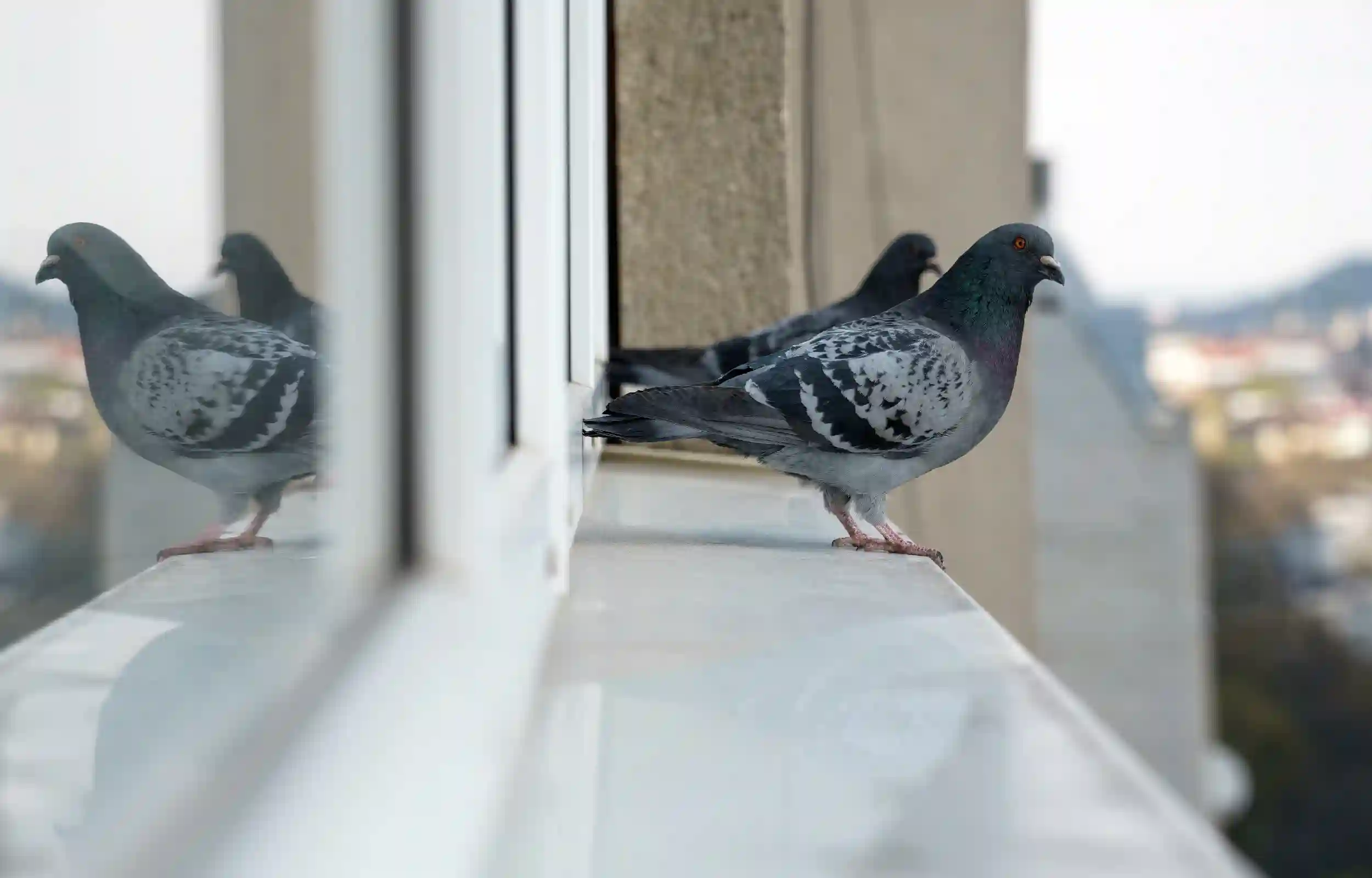 pigeons 