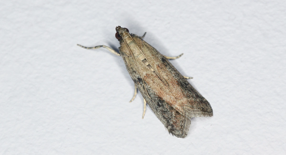 Ephestia cautella