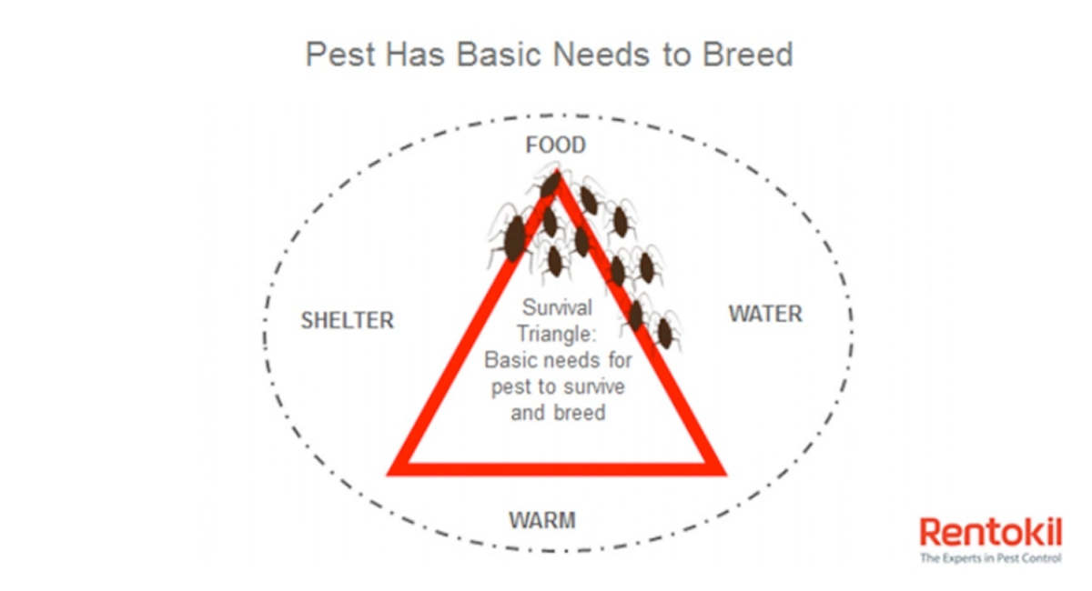 Pest basic needs to breed