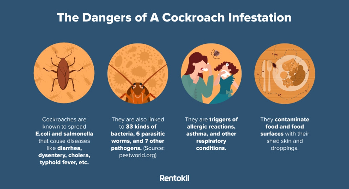 dangers of cockroach infestation