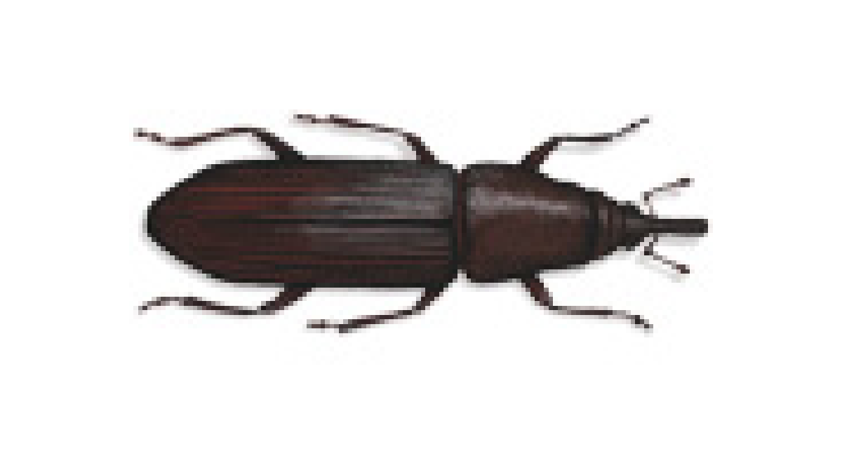 Bohrkäfer