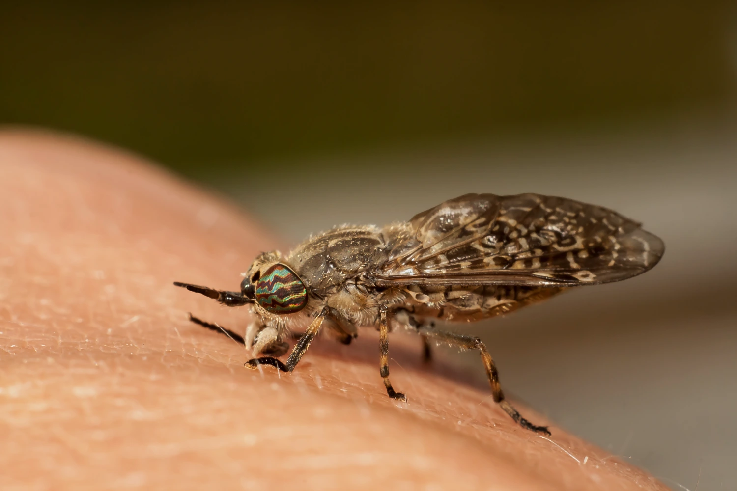 Tabanidae