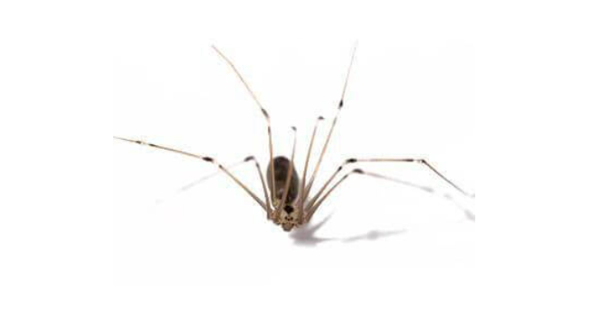 Pholcidae Örümcekler