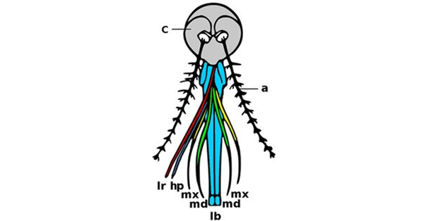 insects-mouthparts