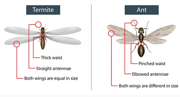 Comparison between termite and ant