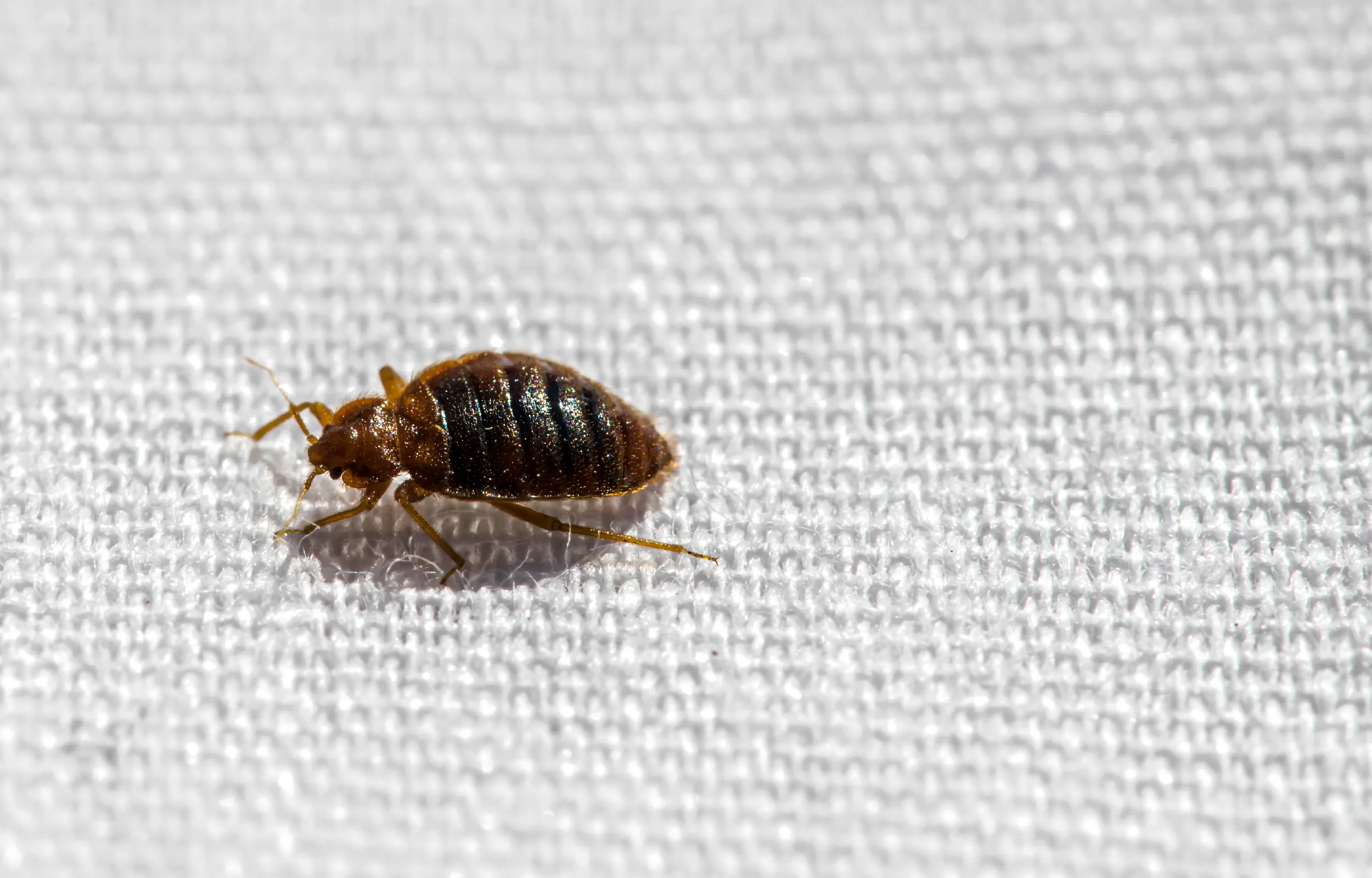 Bed bug