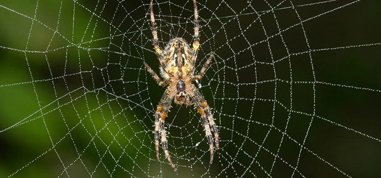 Abbildung - Eine Spinne im Spinnwebe