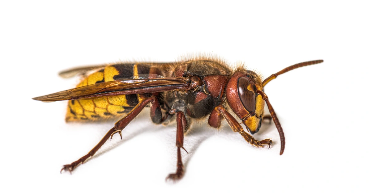european-hornet