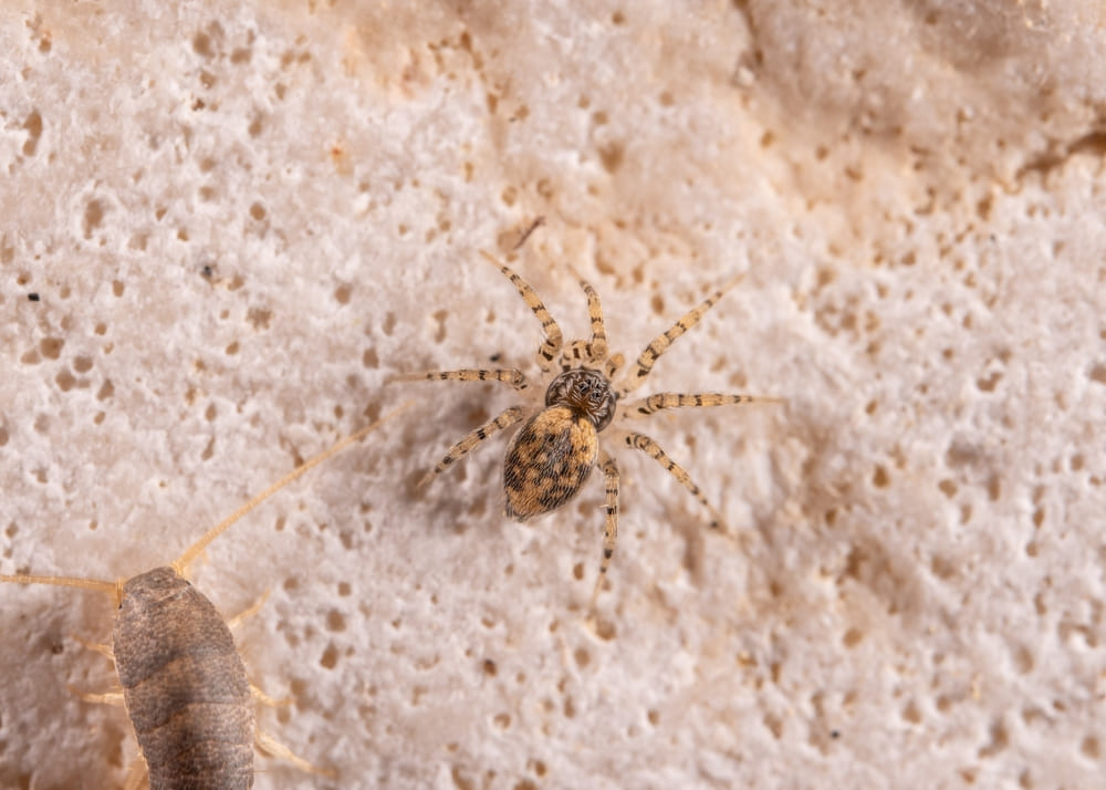 immagine-ragno-genere-oecobius