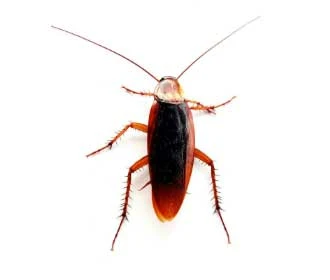 small cockroach