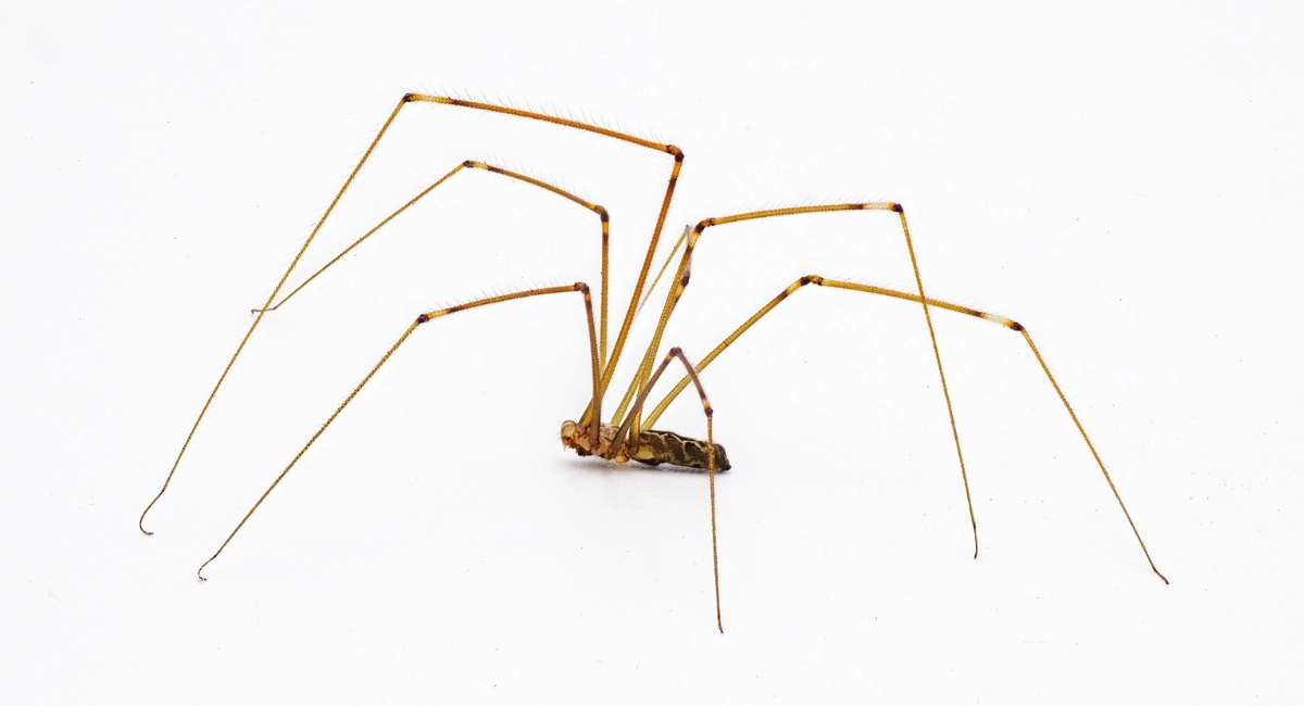 Aranhiço Comum