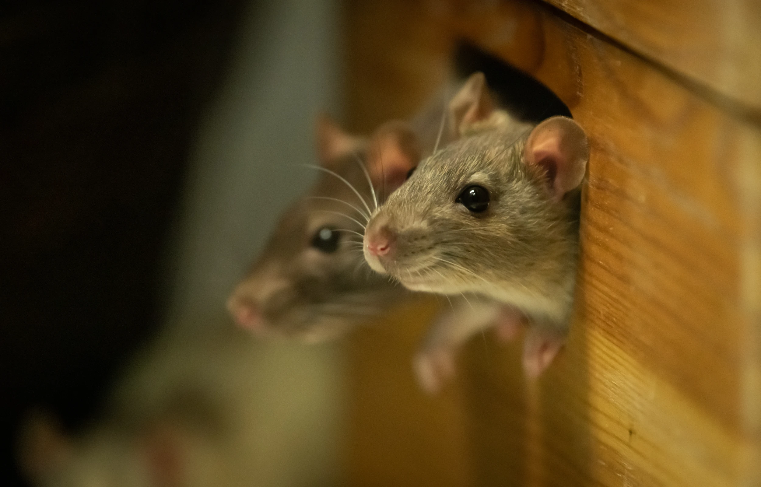 rats hole