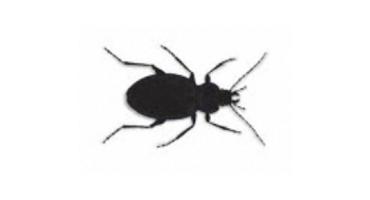 Carabid