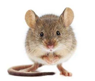 Feldmaus