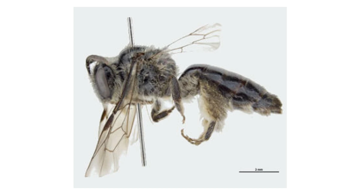 Native bee