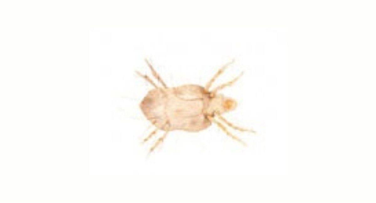 Furniture mite (Glycyphagus domesticus)