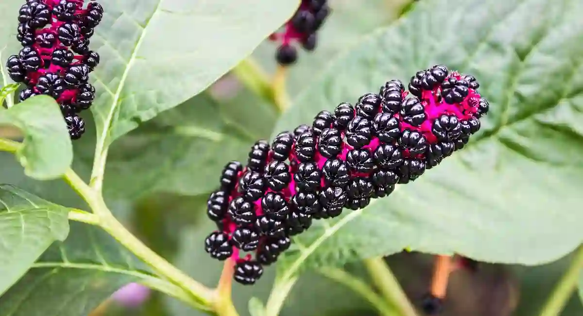 Pokeweed