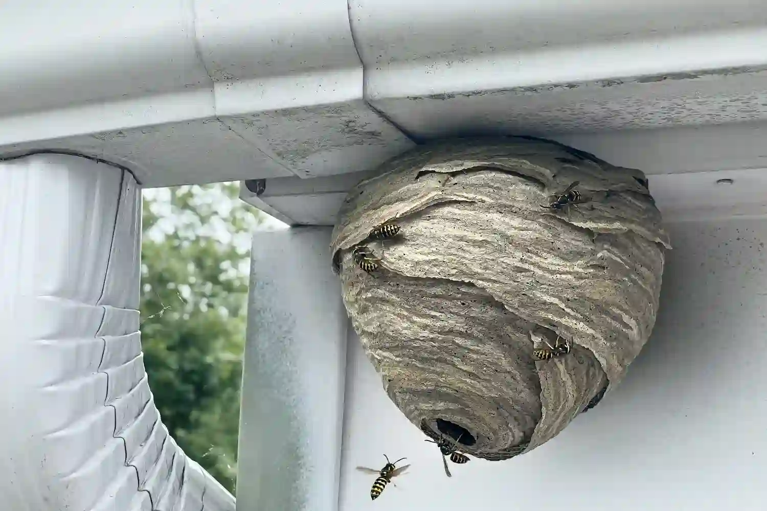 Wasp Nest Roof