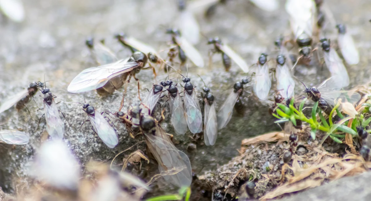 essaim de fourmis volantes