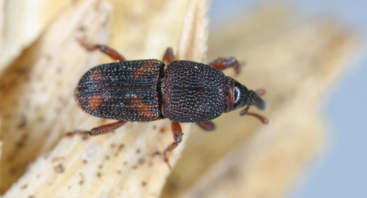Sitophilus oryzae