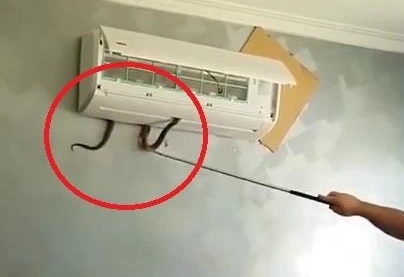 snake in the air condition
