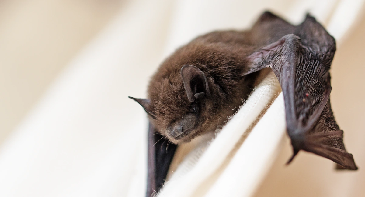 les chauves-souris 