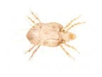 Aranha lobo