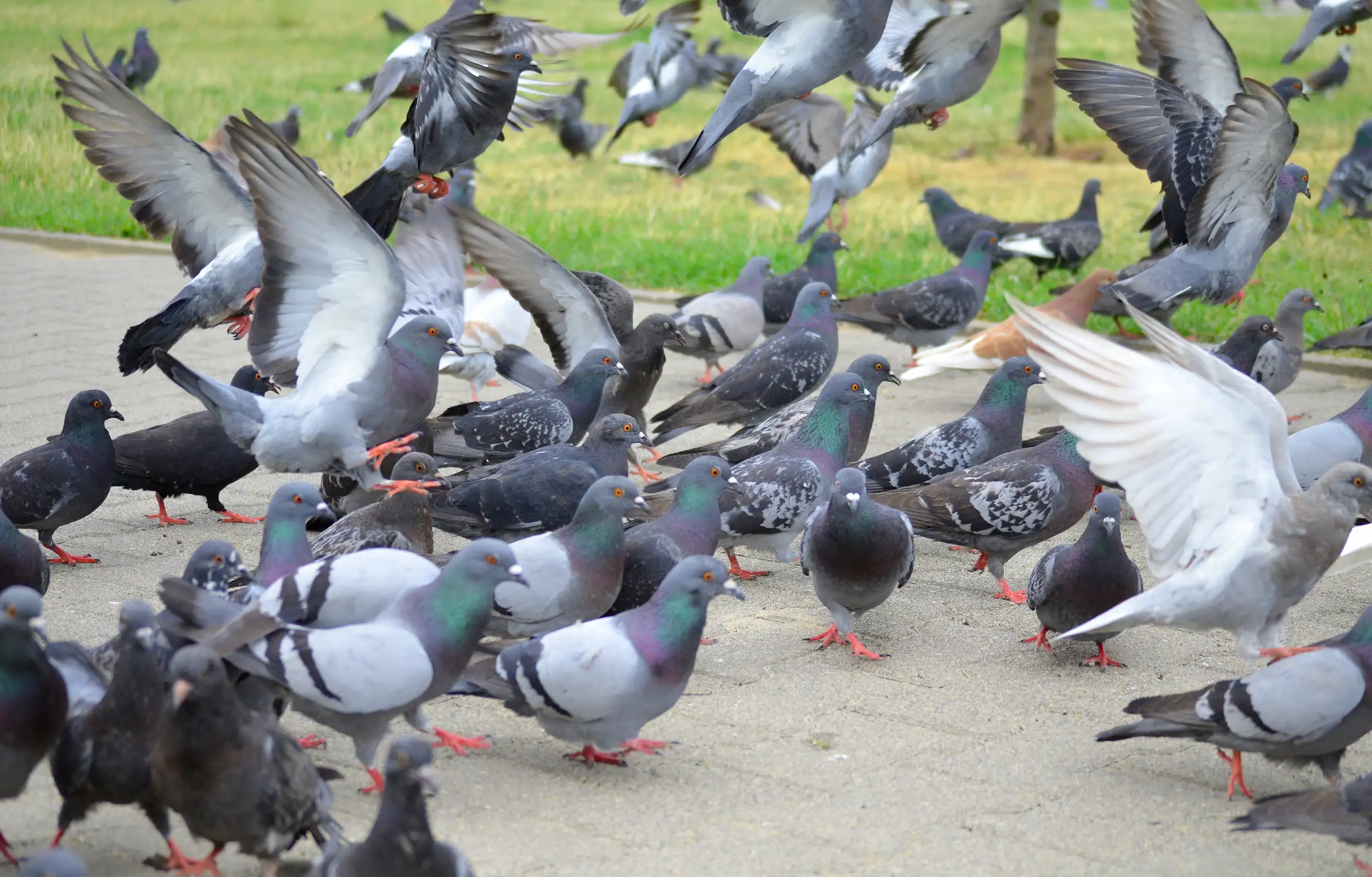 Pigeons Birds