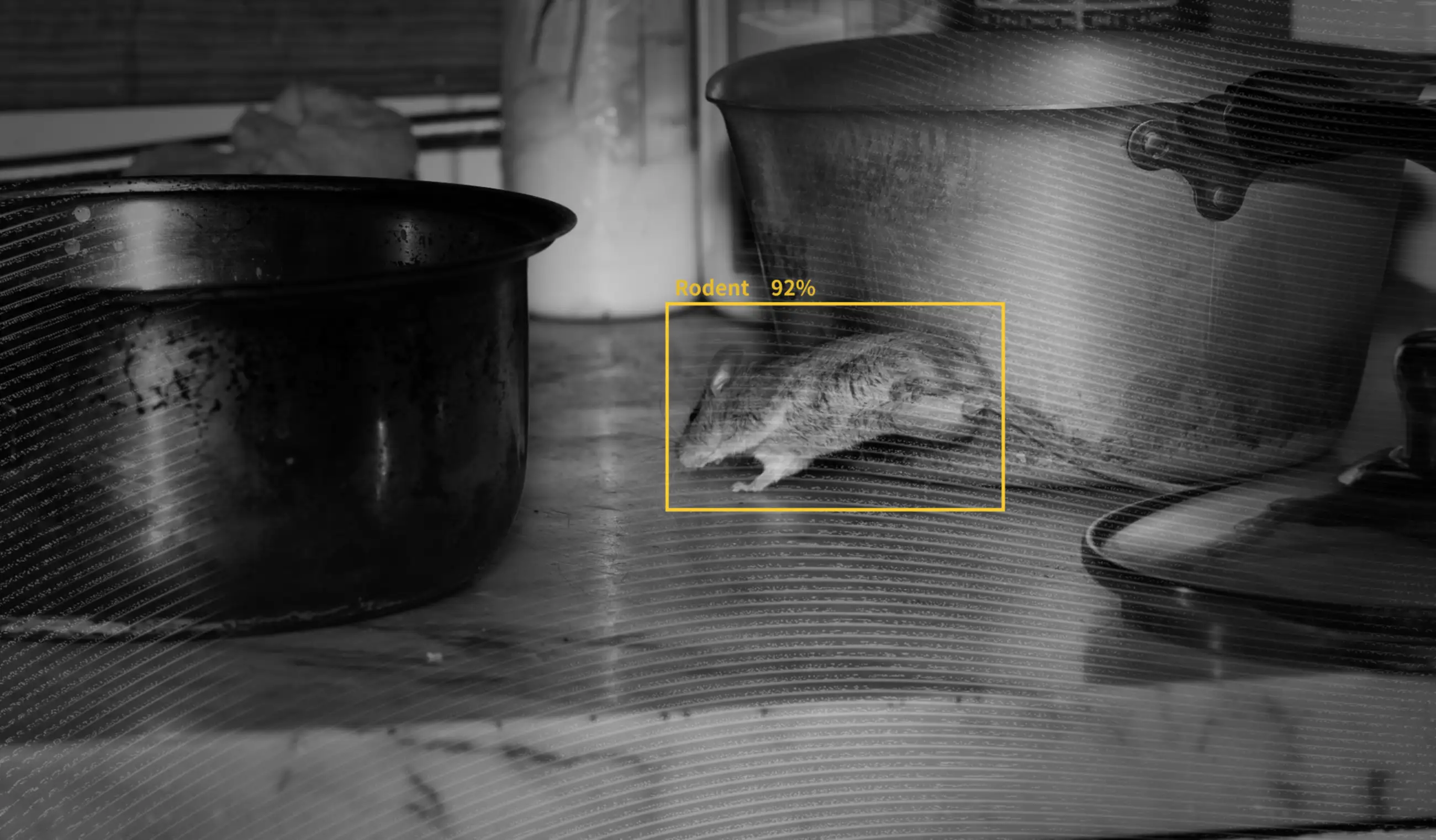 rat dans la cuisine
