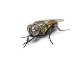 Bush fly
