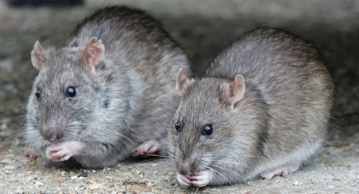 ratten