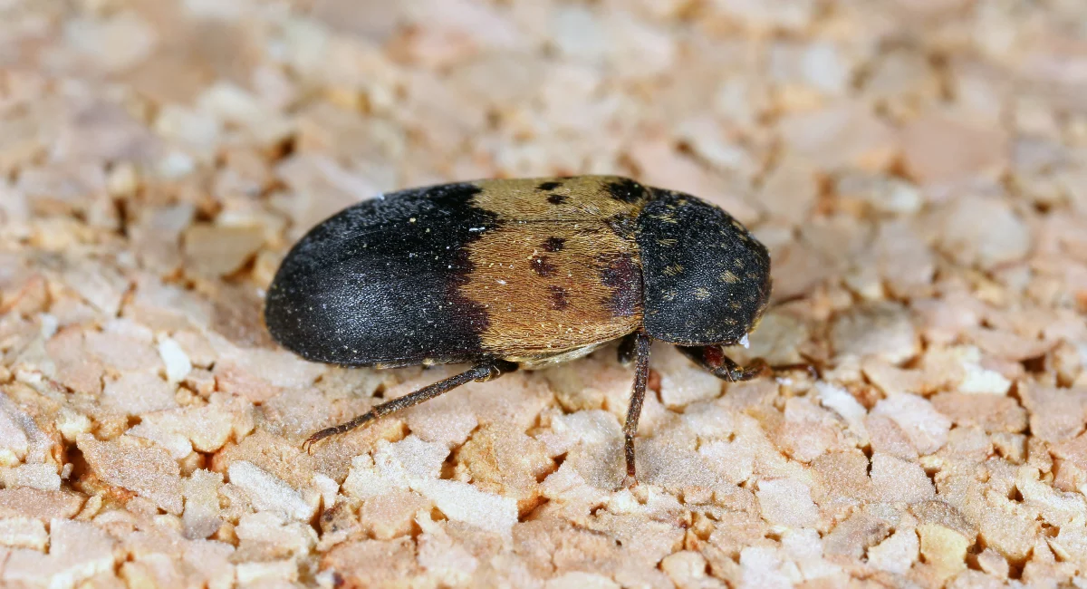 Escarabajo de las despensas
