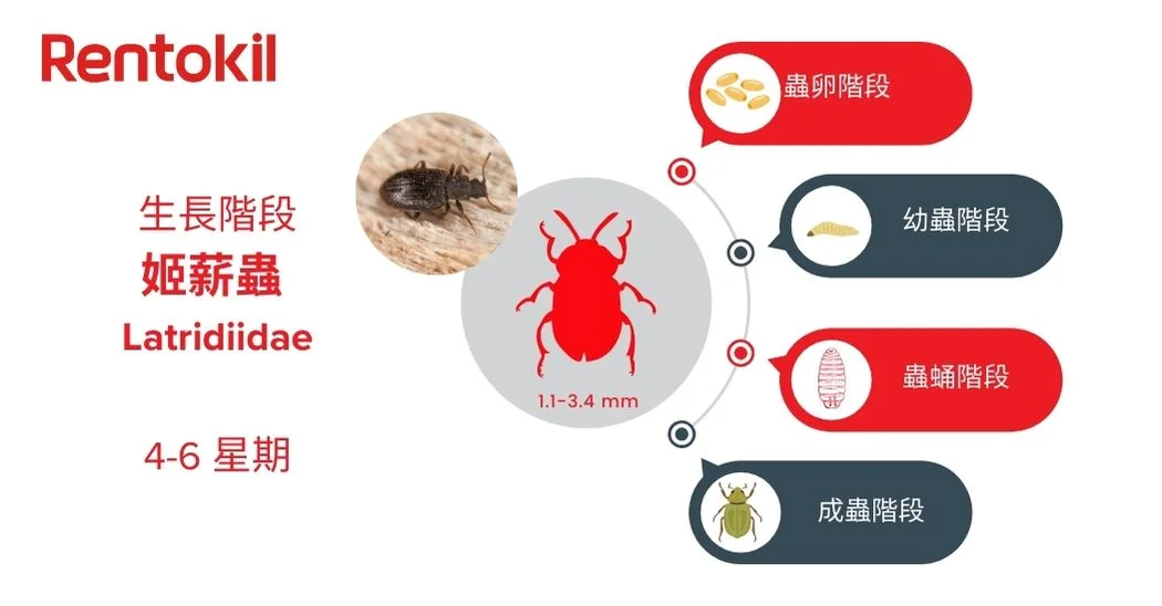 姬薪蟲生長分爲4個生命階段