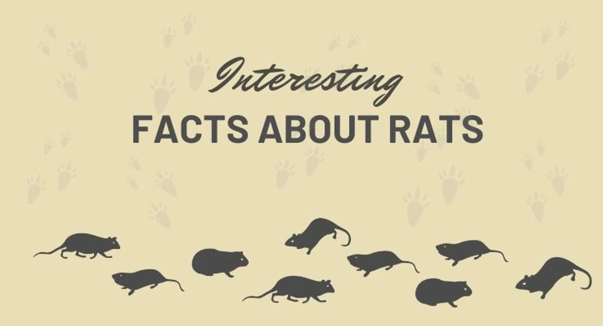Debugged Blog 7 Facts You Did Not Know About Rats Interesting Facts About Rats