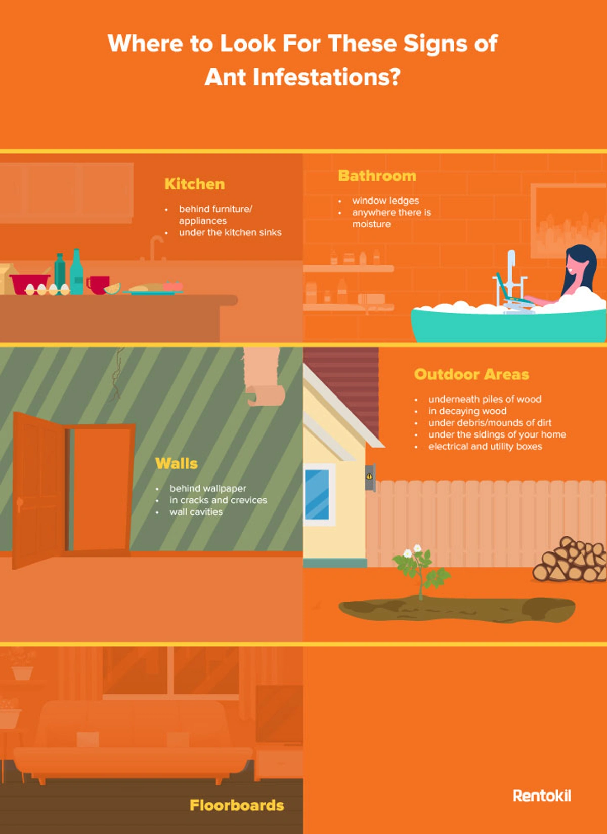 where to look for signs of ants infestations