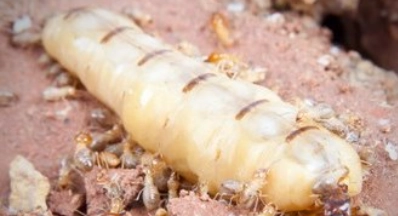 Termite Queen & King