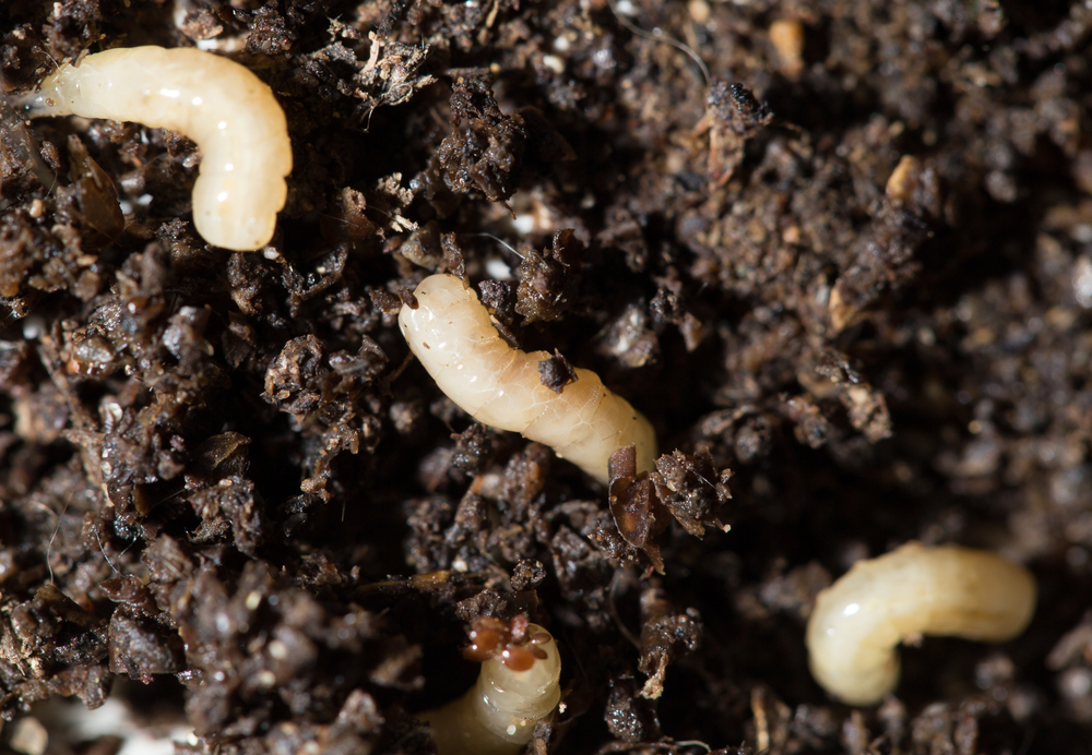 Immagine di larve di mosca nel terreno