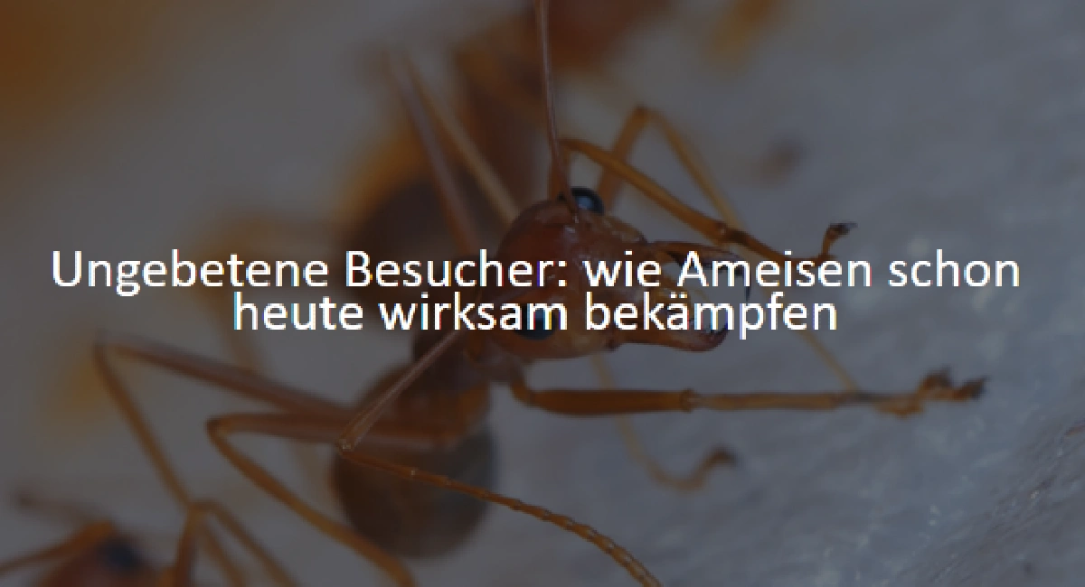 image-stock-ant-de.webp
